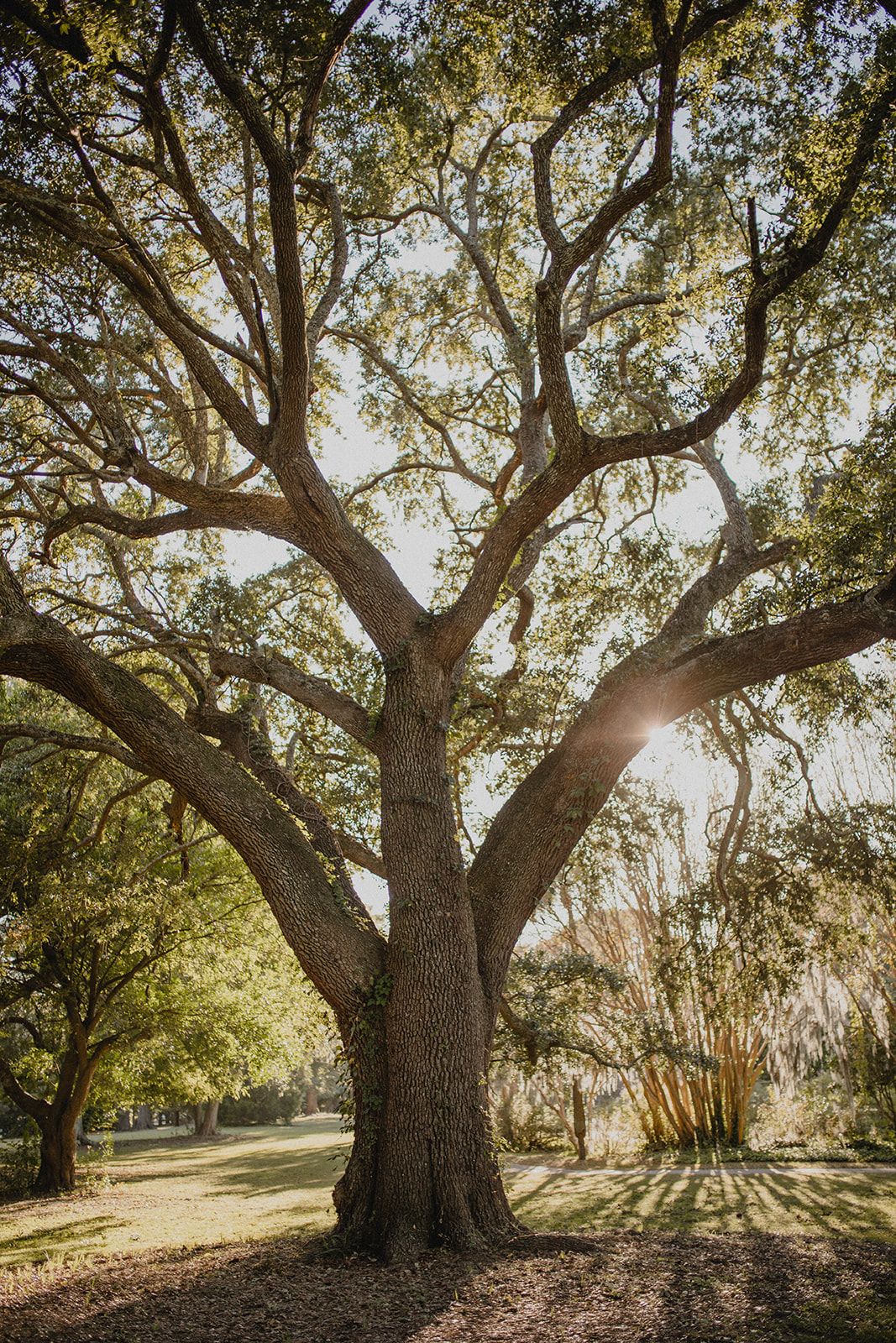 Charleston County Tree Defense
